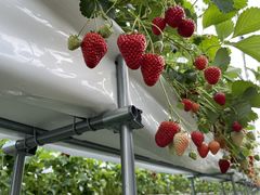 TomoMai̍삢ւ̓eʐ^1