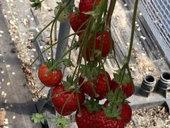 Ƃǂ̕ꂳ̉_ւ̓eʐ^1