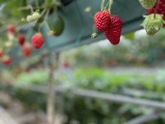 [񂳂̃t@[Nu_ւ̓eʐ^1