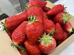 [񂳂̃t@[Nu_ւ̓eʐ^2