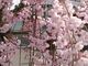 yu‐cyanさんの日中線しだれ桜並木への投稿写真2