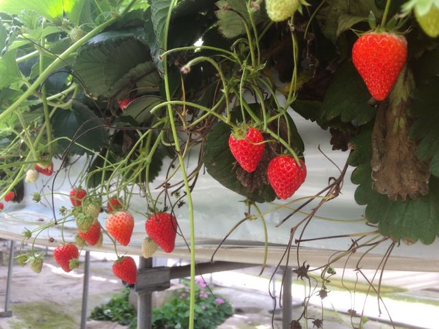 �����̂��̂������c���Ă����ہB_�������͂������e