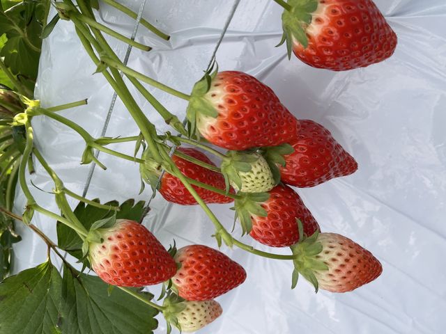 �Ƃ��Ă��Y��ȃC�`�S�I_��������farm