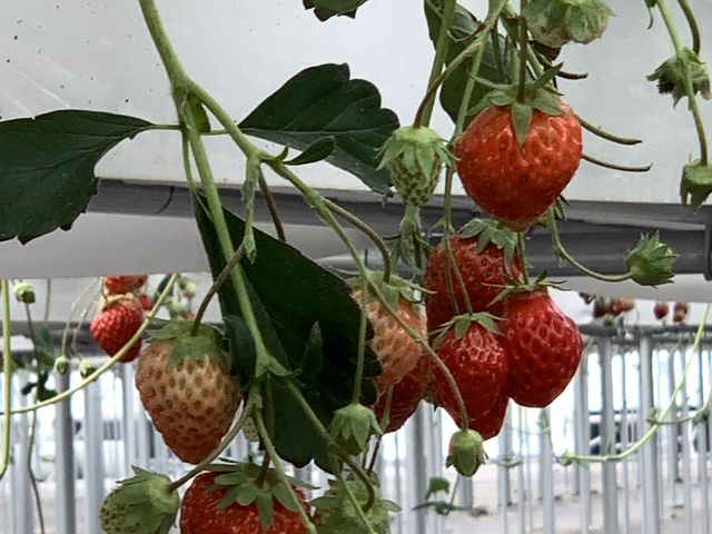 YUA �o�����X�ǂ��Ĕ��������ł�_���b�N�t�@�[�����s(�����Ƃ������n�E�X)