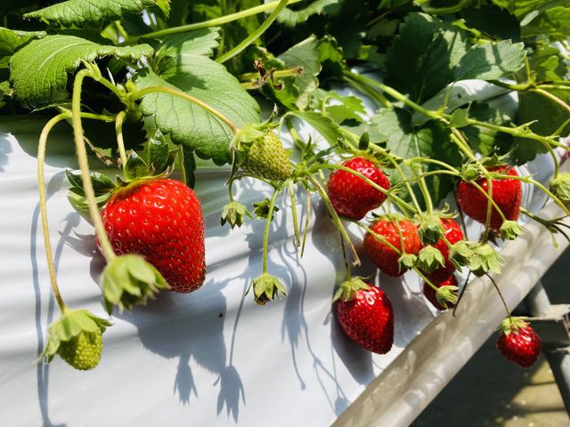 �����������ł��B_�c��ڂ̒��̂�������