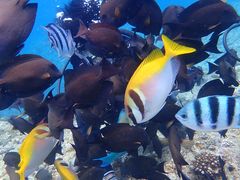 肱̃ou{bNX_Co[Yւ̓eʐ^1