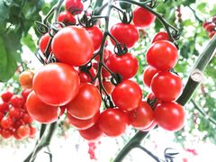 Ȃ̊Ё@og}g_ւ̓eʐ^1