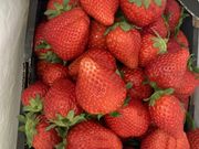 �䂤�Ȃ̂�������̓����������� �n�ӂ̓��e�ʐ^1