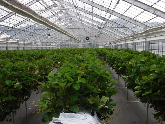 ƂȊłB_ׂ strawberrypark