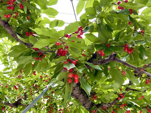 �Ԃ��ĊÂ�������������Ŕ������������ł��I_�܂邹���ʎ���