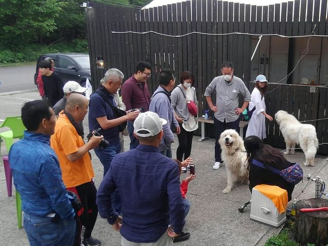 白い巨大犬_ニドムカフェ