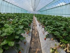 ɂ񂳂̃Xgx[h}ւ̓eʐ^1