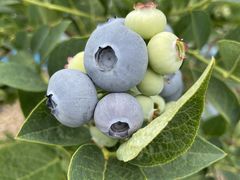 ȂȂ̔xu[x[t@[ւ̓eʐ^2