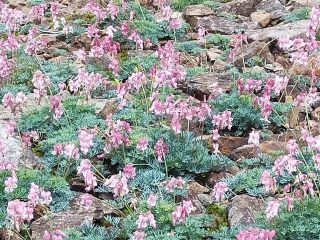 �R�}�N�T�̌Q��_���n�ܗ����R�A����