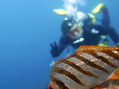 ܂Ђ̈ɓ_CrOXN[aJXւ̓eʐ^1