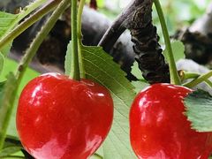 ܁[񂳂̂̏hόʎւ̓eʐ^1