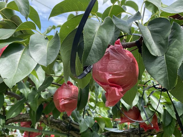 �Y��ȂȂ��I_���c����