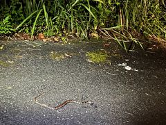 AmanicoKChT[rX̎ʐ^1