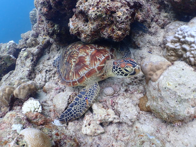 �O��̃E�~�K��������܂����I�I�I_����ف[���X