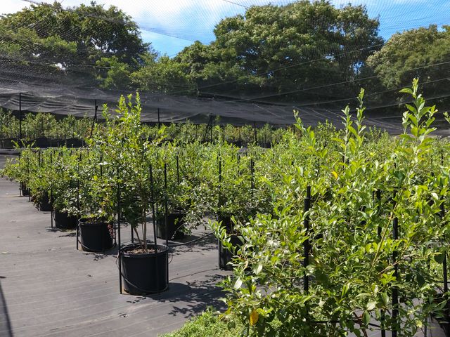 2_Blueberry HILLS ����