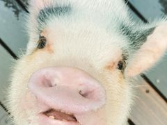 񂳂pignic farm&cafeւ̓eʐ^2