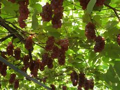 �א��̓m�̎ʐ^1