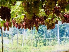 �א��̓m�̎ʐ^2