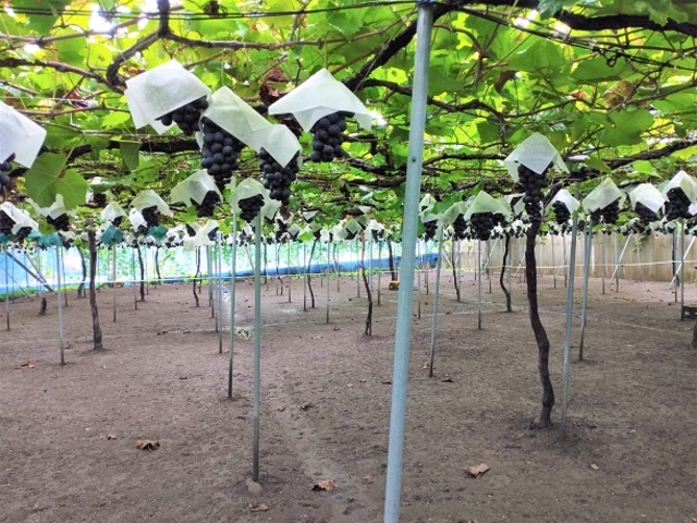 �Ԃǂ��������Ɏ����Ă��܂��@�n�ʂ͕���ł�_����(���@)�_��(�����s�ό��Ԃǂ��Z���^�[�������x��)