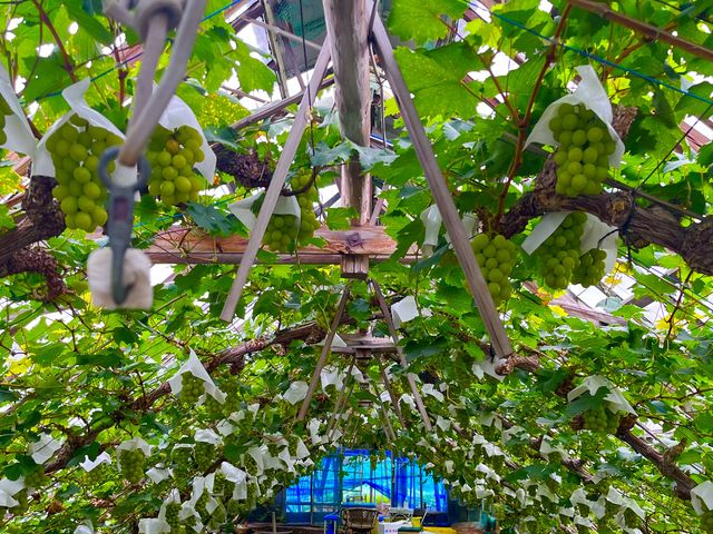 �}�X�J�b�g����������(^O^)_���c�_��