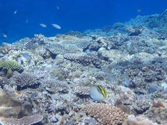 Ђ܂肳Nature Guide Double Rainbow lC`[KCh@_uC{[ւ̓eʐ^3