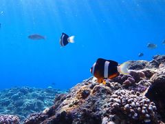 Ђ܂肳Nature Guide Double Rainbow lC`[KCh@_uC{[ւ̓eʐ^5