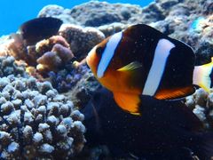 Ђ܂肳Nature Guide Double Rainbow lC`[KCh@_uC{[ւ̓eʐ^6