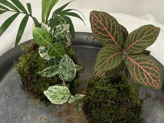 ݂Florilegeւ̓eʐ^1