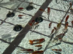 ޗǋ~[WA(NARA KINGYO MUSEUM)̎ʐ^2