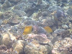 Ђ܂肳Nature Guide Double Rainbow lC`[KCh@_uC{[ւ̓eʐ^1