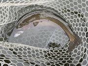 ll̕Еi썑ۃ}Xޏ̓eʐ^1