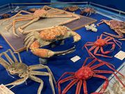 Ƃ񂳂̍WIp[NƊC̕ق̓eʐ^4