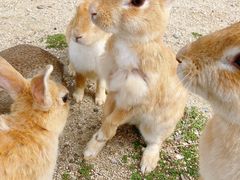 ^sIĴ̓iv쓇jւ̓eʐ^3