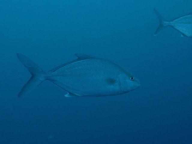 �啨�̌Q�������܂���_DUCK DIVE