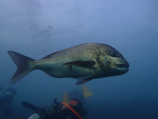 ԋ߂ő傫ȋ邱ƂłāA勻łI_DUCK DIVE