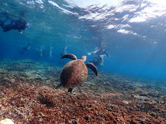 _CXP̃}T[rX@pb\ւ̓eʐ^1