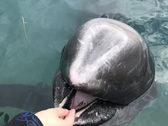 ���˃h���t�B���Z���^�[�̎ʐ^1