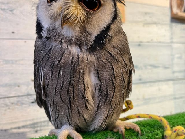 �������������̂܂߂���ł��B_�ӂ��낤+�͒��ނƂӂꂠ����J�t�F �J���g���[�I�E���Ղ炷