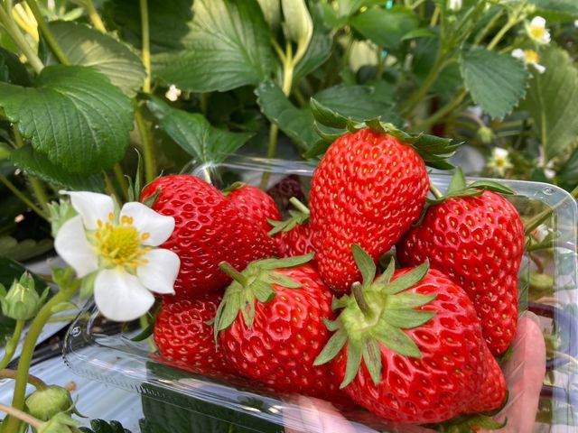 ��������H�ׂ��܂����I_���c�������t�@�[��