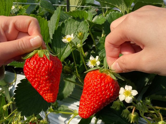 �����B��܂����I_���c�������t�@�[��