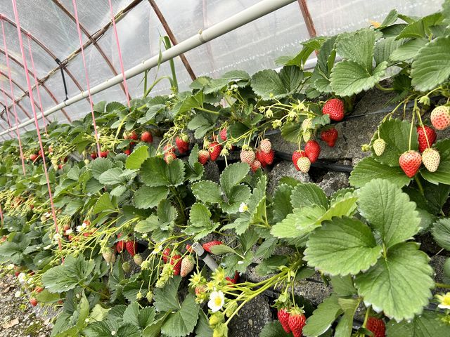 �オ�g�ق��؁@�����͕P_��܂��C�`�S�_��