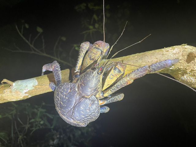 ���V�K�j�I�I�I
���߂Č��܂����I���̗͂̋����ɂт�����B_�{�Ó� ADVENTURE PiPi