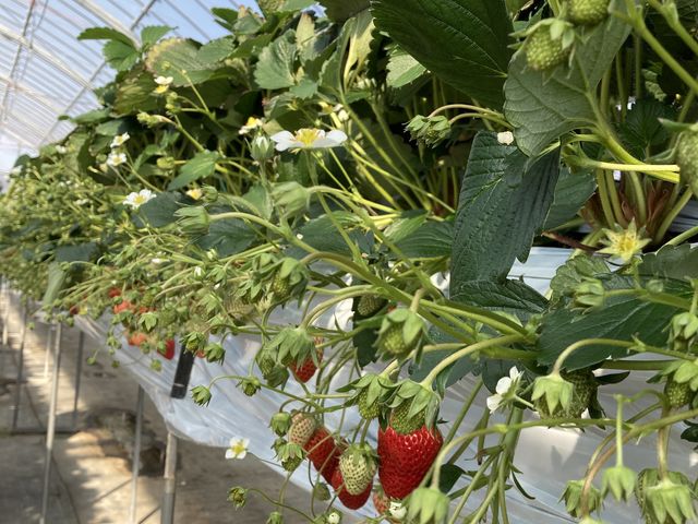 �Ԃ��āA�Â��čō��ł��I_���c�������t�@�[��