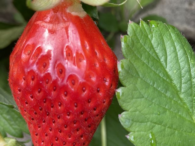 �����Ƒ傫���C�`�S�������ς�����܂�_�}���C�_��