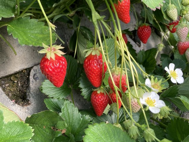 ����ȐF�Â����C�`�S�������ς�����܂�_�}���C�_��